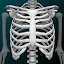 Osseous System in 3D (Anatomy)