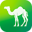 Camel Live
