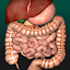 Internal Organs in 3D (Anatomy)