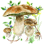 Mushrooms app