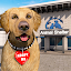 Animal Shelter Pet Rescue Game