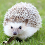 Hedgehog Pet