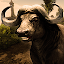 Ultimate Buffalo Simulator
