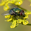 Sonidos de mosca