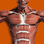 Muscular System 3D (anatomy)