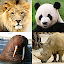 Animals Quiz - Learn All Mammals, Birds and more!