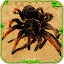 Spider Simulator: Life of Spider