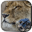 Hidden Animals: Photo Hunt - Seek and Find Games