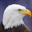 volant Bird Aigle Simulator 3d
