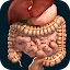 Internal Organs in 3D (Anatomy)