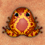 Pocket Frogs