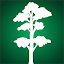 Reforest Rainforest