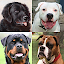 Dogs Quiz - Guess Popular Dog Breeds in the Photos