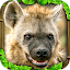 Hyena Simulator