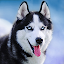 Talking Husky
