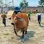 Animal Cargo Truck Driving 3D