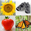 Guess Pictures and Words Quiz