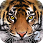 Ultimate Tiger Simulator 2