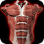Muscular System 3D (anatomy)