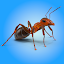 Ant Wars