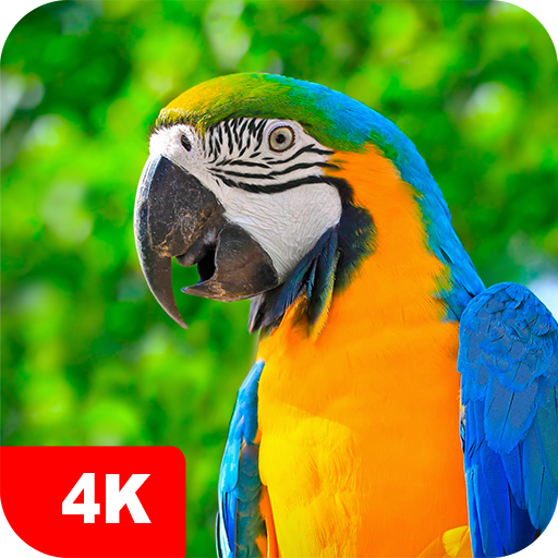 Parrot Wallpapers 4K