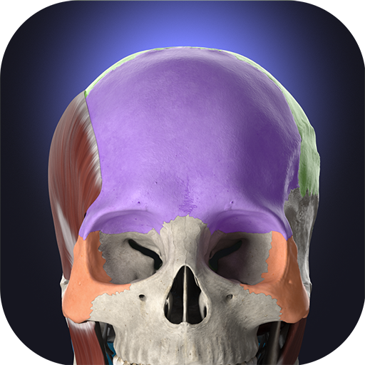 Anatomyka - 3D Anatomy Atlas