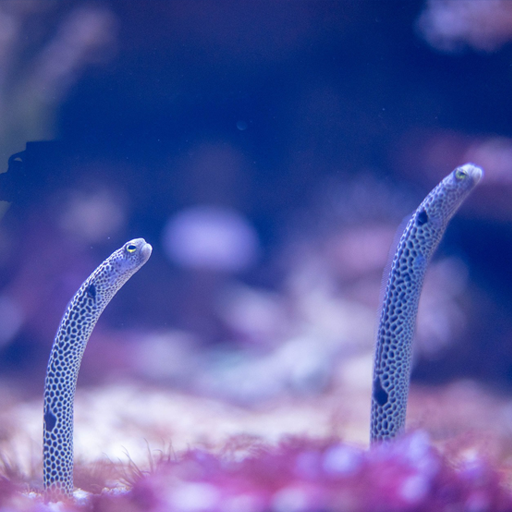 Garden Eel Pet