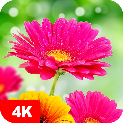 Flower Wallpapers 4K