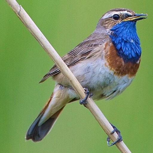 UK Birds Sounds