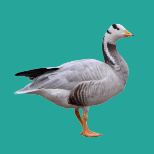 Progressive Goose Decoy