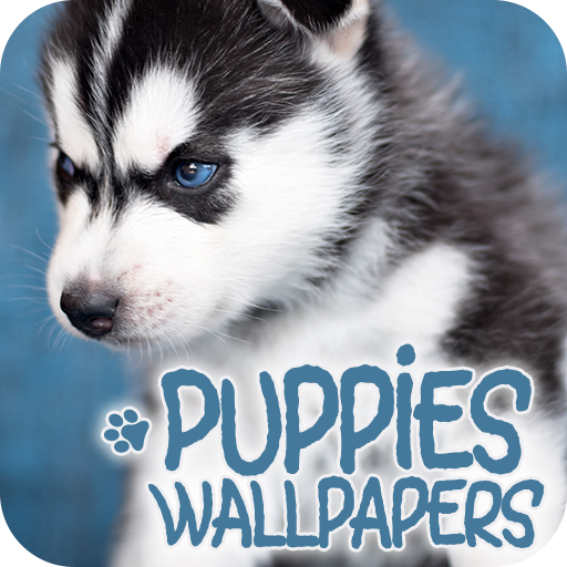 Puppies Wallpapers in 4K