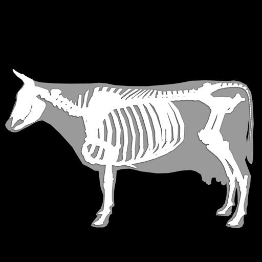 3D Bovine Anatomy