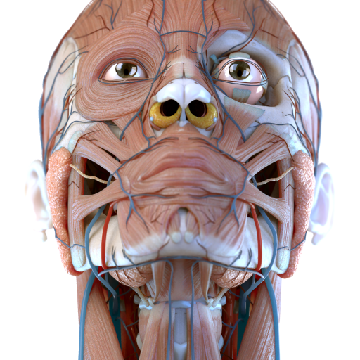 Visual Anatomy 3D