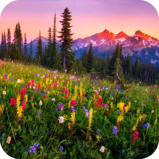 Mountain Flowers