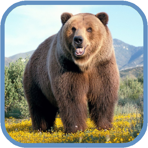 Grizzly HD. Live Wallpaper