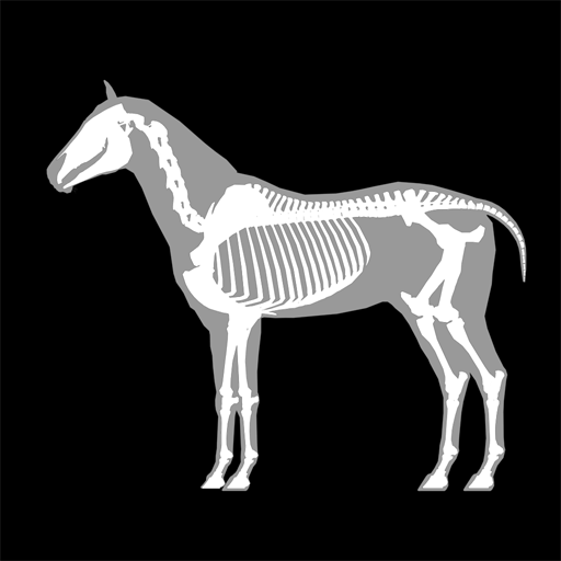 3D Horse Anatomy