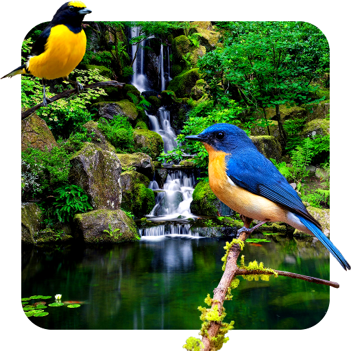 3D birds parallax PRO