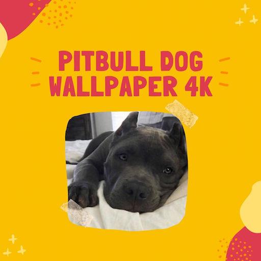 Pitbull Dog Wallpaper 4K