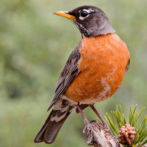 North American Birds Sounds