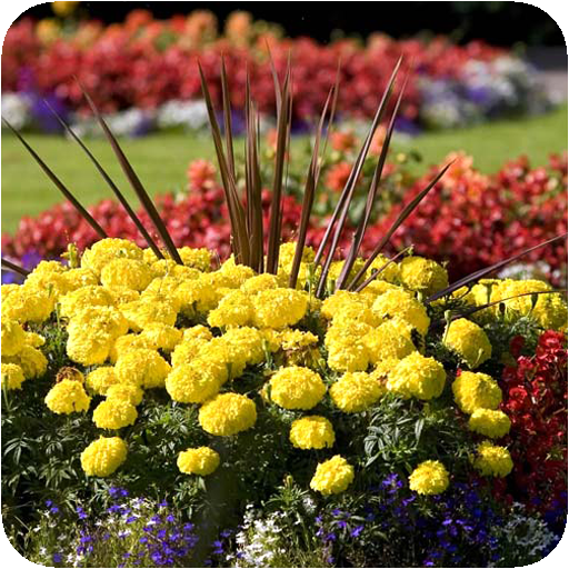 Flower Garden Ideas