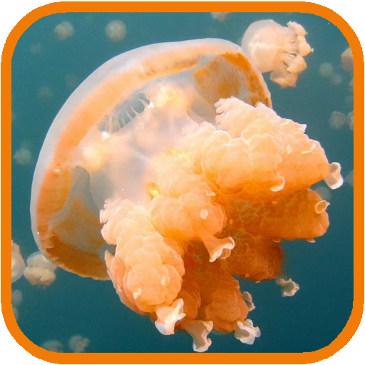 Jellyfish. Video Wallpaper