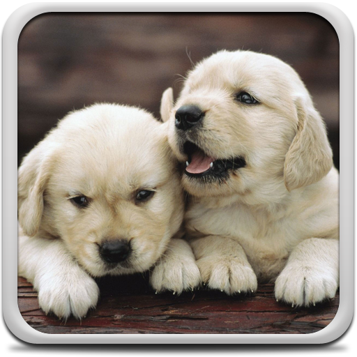 Puppies Live Wallpaper