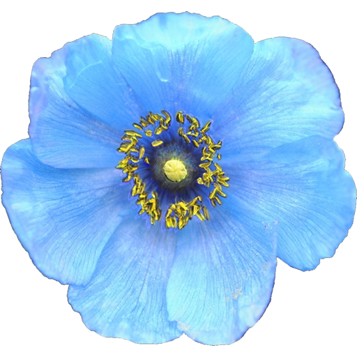 Wildflowers of Mount Everest