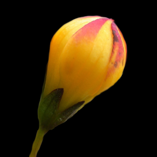 Floramo