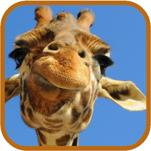 Giraffe HD. Live Wallpaper