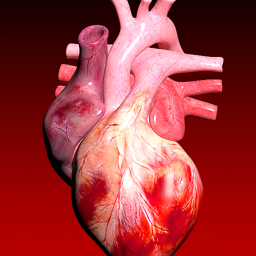 Circulatory System 3D Anatomy