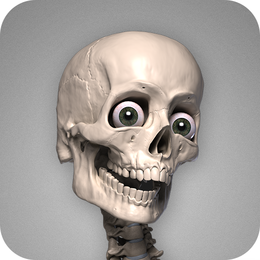 Skelly: Poseable Anatomy Model