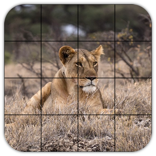 Tile Puzzles · Safari