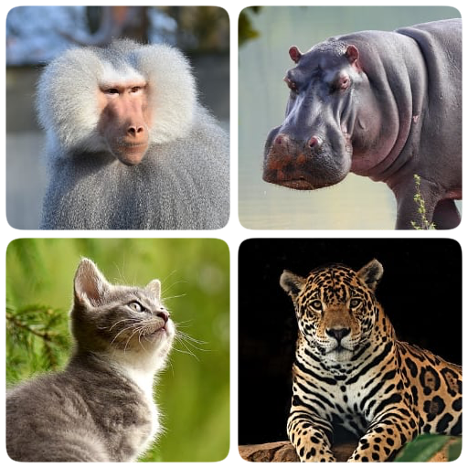 Mammals – Learn All Animals in