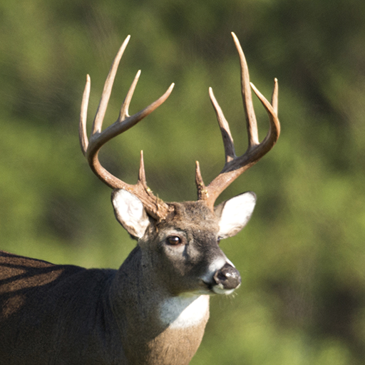 Whitetail Deer Calls Pro